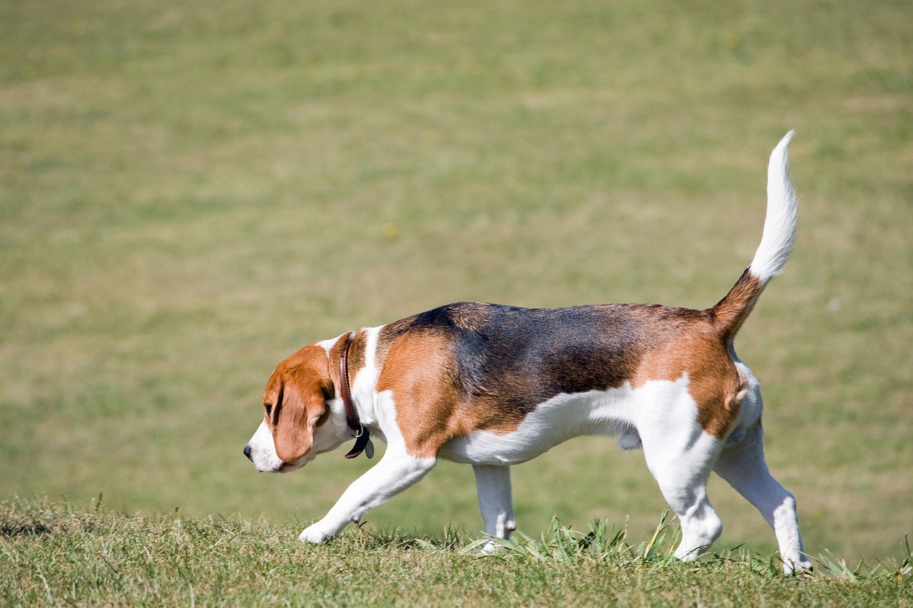 Understanding the Calm Temperament of Basset Hounds